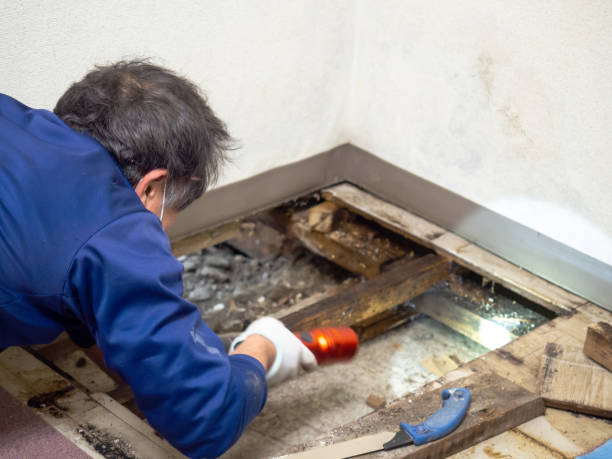 Best Kitchen Mold Remediation in Andrews, TX