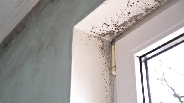 Best Basement Mold Remediation in Andrews, TX
