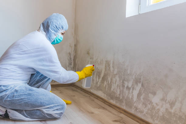 Best Industrial Mold Remediation in Andrews, TX