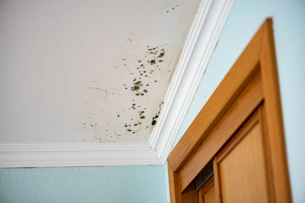 Best Emergency Mold Remediation in Andrews, TX