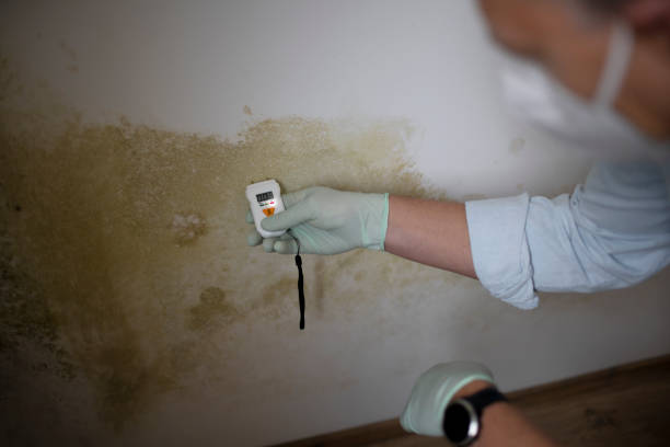 Reliable Andrews, TX Mold Remediation Solutions