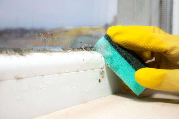 Best Insurance-Related Mold Remediation in Andrews, TX