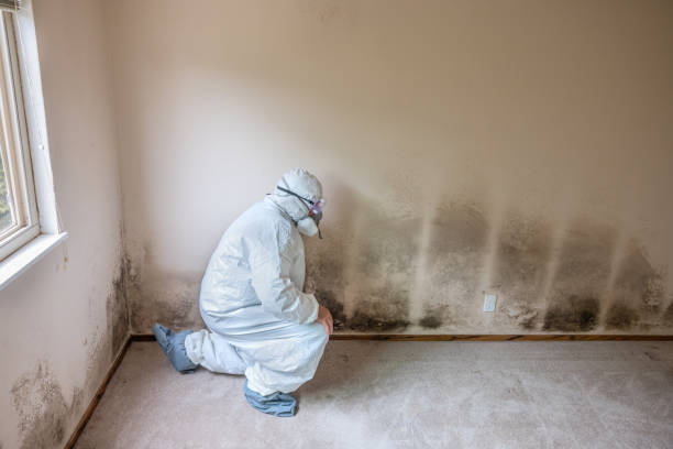 Professional Mold Remediation in Andrews, TX