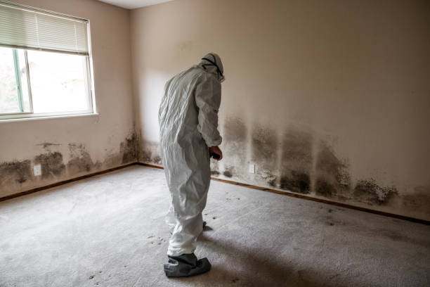 Best Kitchen Mold Remediation in Andrews, TX