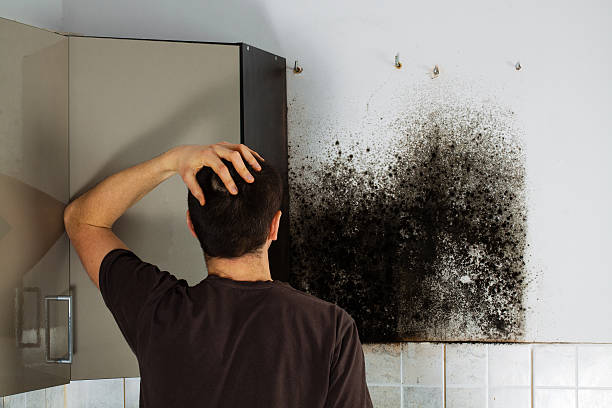 Best Preventive Mold Services in Andrews, TX